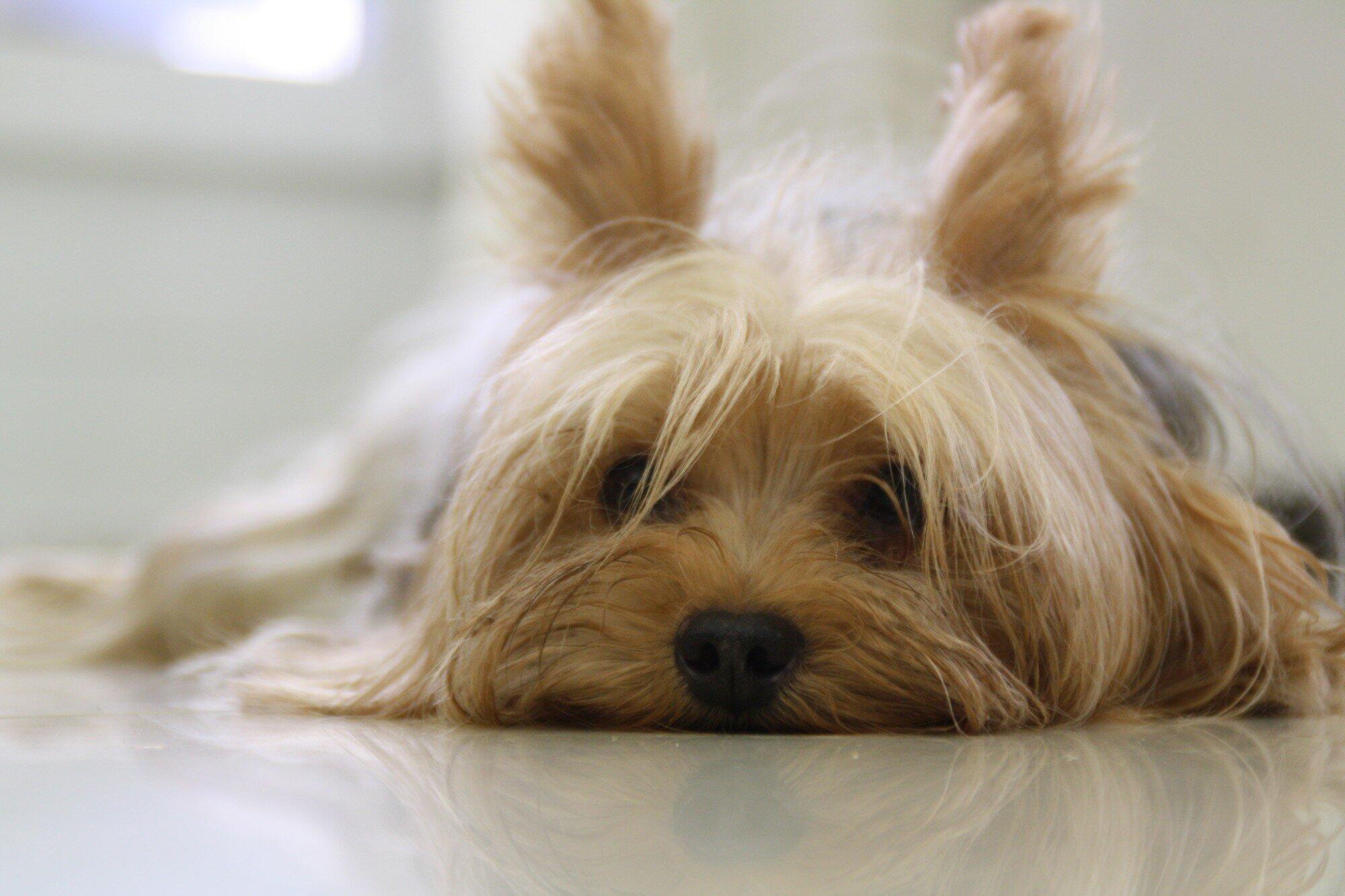 Pet Friendly Senior Living in Latrobe: What to Expect